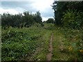 Footpath in the River Otter flood plain