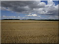 Partly harvested field