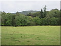 Woodland by the Water of Feugh