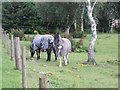 Horses at Dalrian