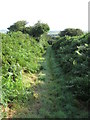 Bridleway near Mathry