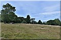 Farringford Park: Cattle seen from the Parkland Walk