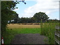 Field near Clearwater Business Park