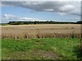 Cereal crop off Welsh Road