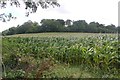SJ3623 : Forage maize, Shottaton by Richard Webb
