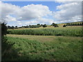 View towards Riddings Hill