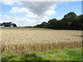 Cereal crop near dismantled railway