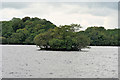 V9389 : Small Island in Lough Leane by David Dixon