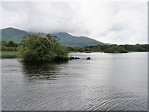 V9488 : Lough Leane, Small Islet in Ross Bay by David Dixon