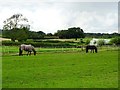 Horses grazing in a ridge and furrow field