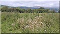 Thistles above Chirk