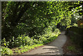 Path, Farnham Park