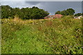 Footpath through field at Colden Common