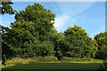 Trees, Farnham Park