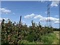 Apple orchard opposite Wilford Court Farm