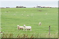 Sheep near Hardbreck