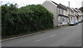 Hedge and houses in Gilfach