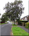 Roadside trees, Rolls Avenue, Penpedairheol