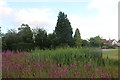 Reeds on Saratt Green