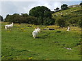 SH7782 : Kashmir goats at Maes-y-Facrell National Nature Reserve by Colin Cheesman