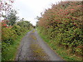 Fuchsia hedges on the Duburren Road