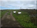 The lane to the radio mast