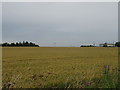 Cereal crop near Royal Wootton Bassett