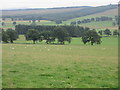 Sheep near Wester Ochtermuthill