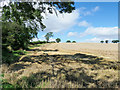 Wheat field being harvested