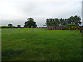 Grazing, Clitchbury Farm