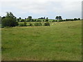 Grazing near the River Avon, Cow Bridge