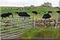 Cattle by Roeberry House