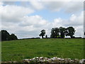 Hillside grazing near Old Sodbury