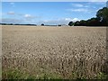 Wheatfield near Carr Top Farm