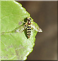 Hover fly on a rose leaf