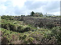 Sheep grazing near burnt heather