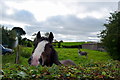 Horse peering behind a hedge, Dervaghroy