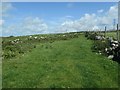 Sheep grazing near Hafotty Newydd