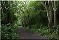 Wooded stretch of the Cinder Track