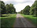 Avenue of Lime trees