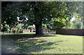 Chestnut tree on Drayton Road, Medbourne