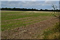 View across fields at Charlton Down