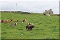 Cattle by Grutha Farm