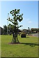 NZ2494 : Commemorative Oak Tree, Widdrington Station by Graham Robson