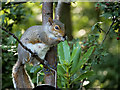 SD3236 : Grey Squirrel at Stanley Park by David Dixon