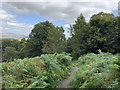 Path and woodland, Allan Park