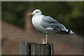 Caspian Gull (Larus cachinnans), Walton-on-Thames