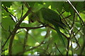 Ring-necked Parakeet (Psittacula krameri), Walton-on-Thames