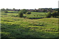 Cattle grazing by the River Nene