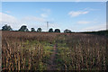 Path leading towards Alton Hall Farm